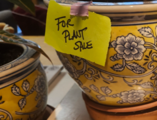 Spring Fever Fest: May 16